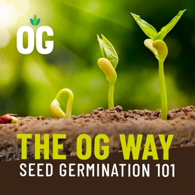 How to Germinate Cannabis Seeds